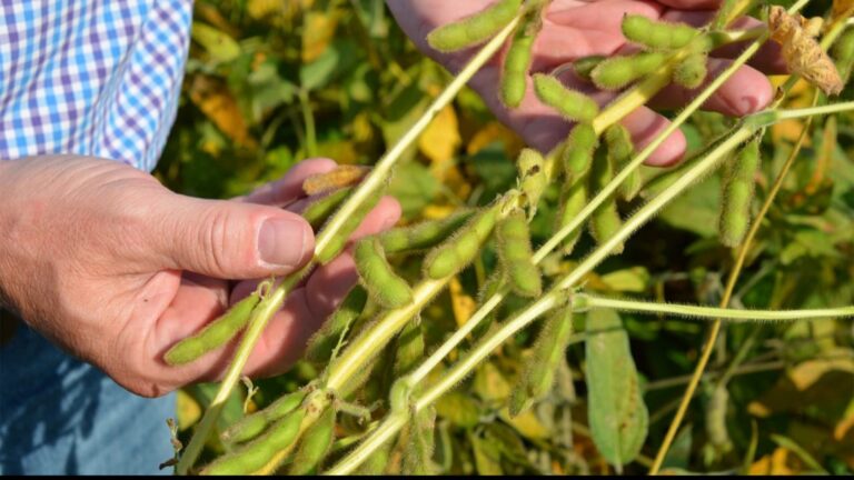 FG Pushes ‘Golden Bean’ Strategy as Soybeans Take Center Stage in 2026 Food Security Plan