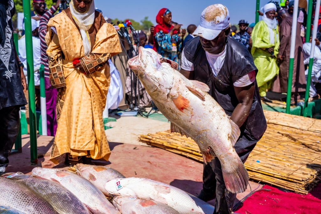 Argungu Fishing Festival Draws Record Crowd as 59kg Catch Steals the Show
